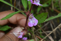 Impatiens scabriuscula var. rosea